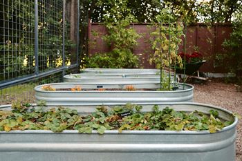 Community garden